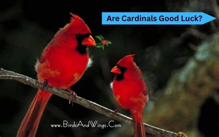 Are Cardinals Good Luck?