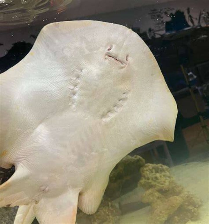 Pregnant stingray updates &mdash; Charlotte is not having 'shark babies