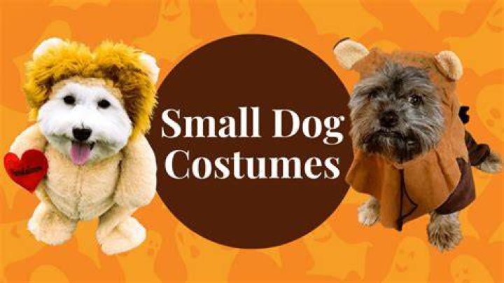 Top Small Dog Halloween Costumes From Amazon HGTV Diy Dog Costumes