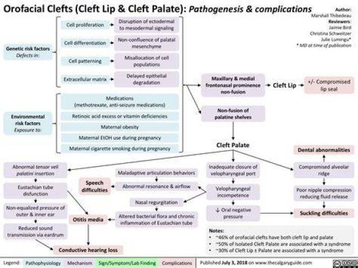 What’s an Orofacial Cleft? Cleft Lip and Cleft Palate Explained GoodRx