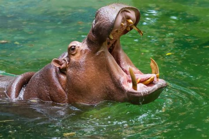 Wounded Hippo At first glance this looks to be an horrific… Flickr